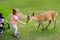 Child feeding wild deer at petting zoo. Kids feed animals at outdoor safari park. Kid and pet animal.