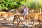 Child feeding wild deer at zoo. Kids feed animals