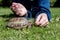 A child feeds a domestic turtle walking outdoors in the grass