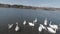 A child feeds a flock of swans from the pier