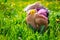 Child feet on the grass in the spring dandelions garden. Selective focus.