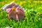 Child feet on the grass in the spring dandelions garden. Selective focus.