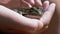 Child Fingers Stroke a Green Frog in Hand, in Beam Sunlight on Beach. 4K