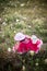 Child in a flower field