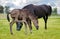 Child foal scratching itself standing near mother horse