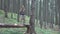 Child in Forest Walking Tree Log Kid Playing Camping Adventure Girl Outdoor Wood