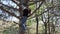 Child girl climbing in a tree, bright sunlight, beautiful day