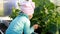 Child girl eats a cucumber in a greenhouse. The first crop of a vegetable grower