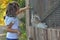 Child girl feeding guinea pigs