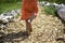 Child girl feet walking barefoot on a path with wood chips