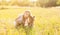 Child girl with her little Yorkshire terrier dog in the meadow