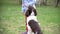 Child girl and puppy dog springer spaniel plays with disk frisbee in park