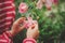 Child girl in red raincoat playing with wet rose, rainy day outdoor activities