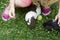 Child Girl relaxing and playing with her guinea pigs outside on green grass lawn