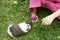 Child Girl relaxing and playing with her guinea pigs outside on green grass lawn