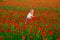 Child girl resting in a poppies spring meadow. Kids play in the field with poppy flowers. Little girl have fun and enjoy