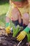 Child girl in rubber gloves planting blue hyacinth in spring garden