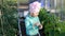 Child girl show and eats a cucumber in a greenhouse. The first crop of a vegetable grower