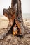 A child girl squats and grimaces in a large scorched hollow of a burnt tree that received lightning on the shore of Lake Baikal.