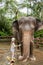 Child girl is washing and cleaning an elephant in sanctuary park at Bali, Indonesia.