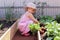 A child girl waters in summer, takes care of the garden, harvests radishes