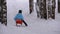 Child Girl on Wooden Sled goes Down from a Snowy Hill in Pine Forest. Slow Motion