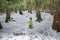 Child in green thermal clothing playing in the snow in the forest