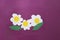 Child greeting card with three daisy with green leaves from paper to March 8 or Mother`s Day on violet background. Children`s