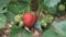 A child hand collects strawberries from a garden bed