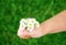 Child hand with daisies