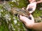 Child Hand Feeding Chipmunk