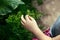 child hand fingers touching green plant