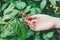 Child hand gather red ripe raspberries on a bush