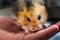 Child hand holding a cute hamster