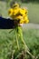 Child hand holding dandelions