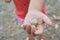 Child hand holding plant flower bud of steppe. young naturalist in nature exploring flora