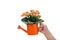 Child hand holding small watering can with flowers