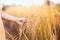 Child hand holding young rice with tenderness in the paddy field