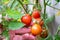 Child hand of a little farmer harvesting organic tomatoes in its own garden checking ripe tomatoes and unripe vegetables as health