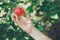 Child hand pick red ripe apple on tree in garden