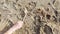 Child hand picking up a plastic straw on beach for environmental conservation