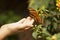 Child Hand Touching an Oak Tiger Butterfly on Flower