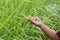 Child hand touching rice leaves with morning dewdrops on green paddy field nature background. Environment and sustainability