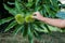 Child hand touching spiny chestnut bur