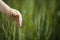 Child Hand touching Wheat Plant