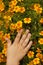 Child hand on yellow petals mexican marigolds