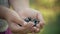 Child hands full of organic black currant berries. Black currant harvest.