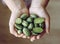 Child hands holding Melothria scabra  also known as the cucamelon or pepquinos.