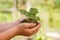 Child hands holding plant new life concept nature living garden small tree