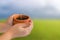 Child hands holding potted young plant over nature background